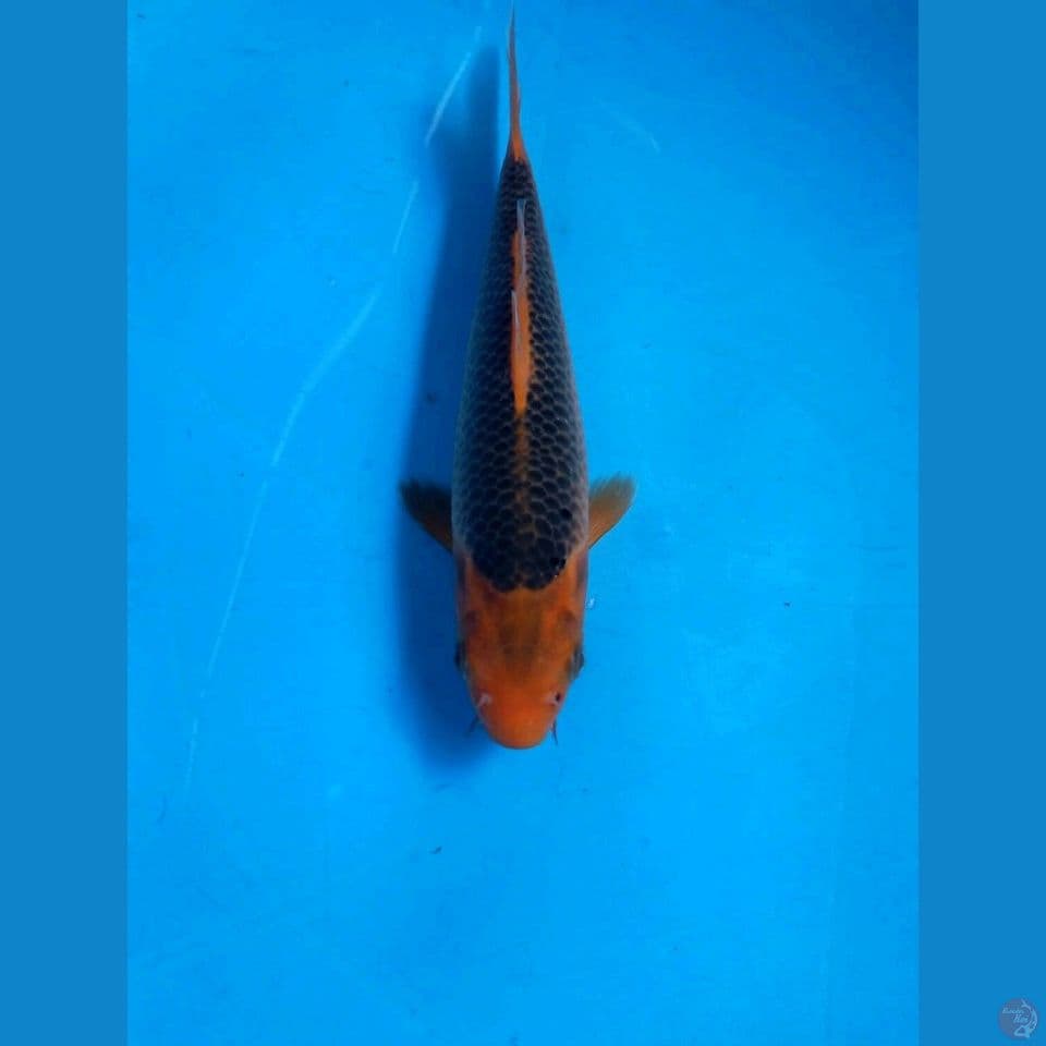 aka madsuba, 20 cm