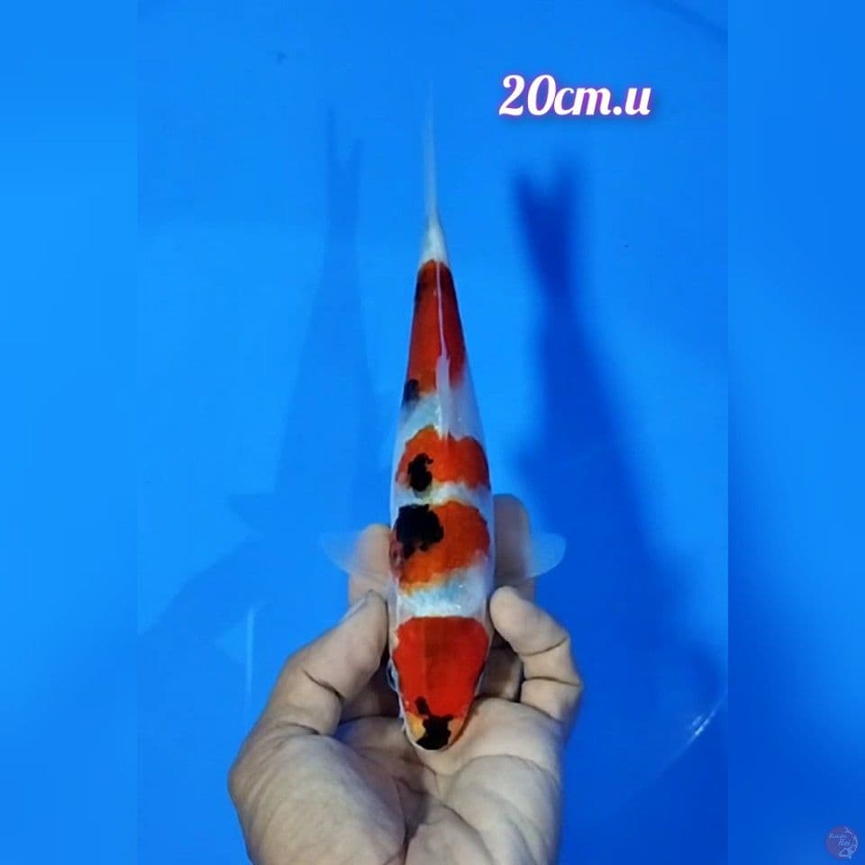 maruten showa size : 20 cm