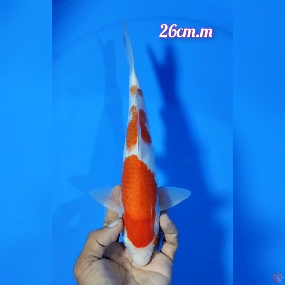 kohaku size : 26 cm.m