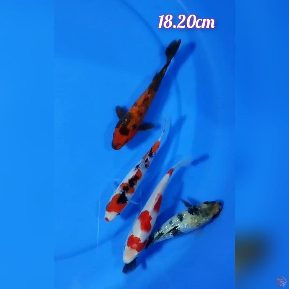 mix size : 18.20 cm