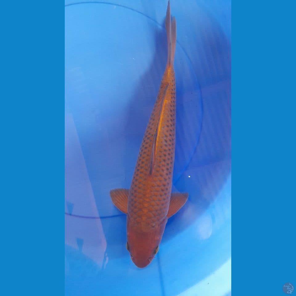 38cm CHAGOI TEMBAGA