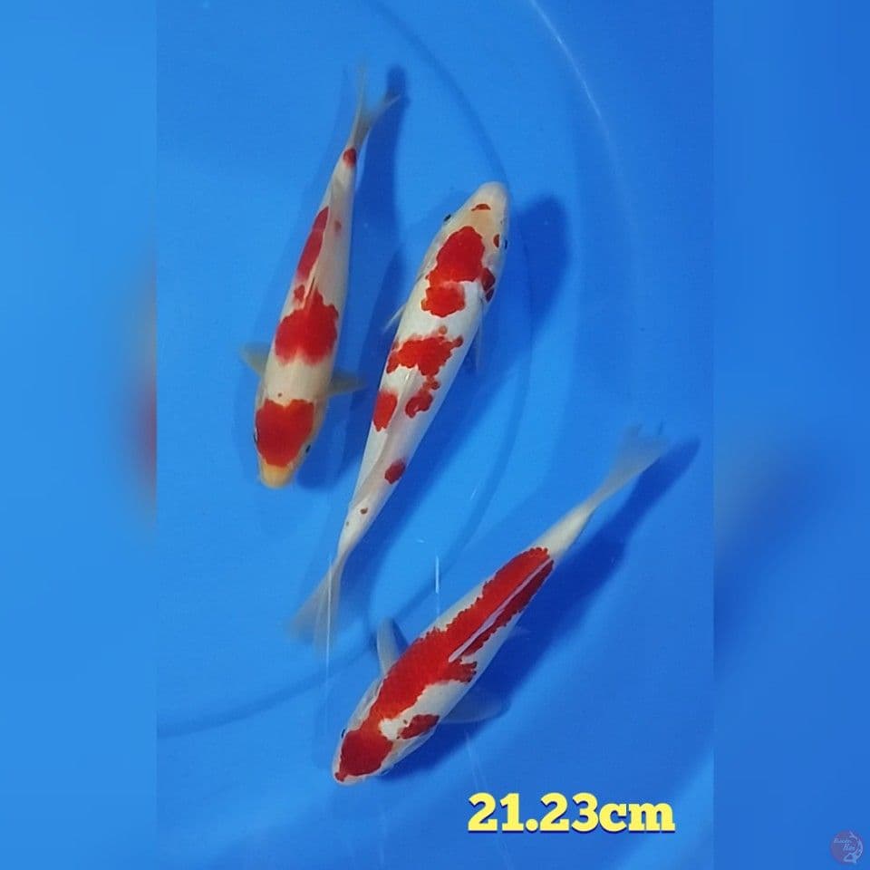 kohaku size : 21.23cm