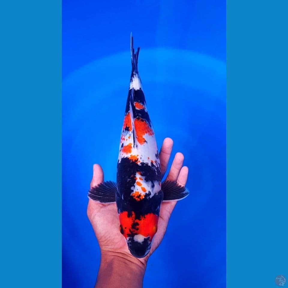Showa 35cm female