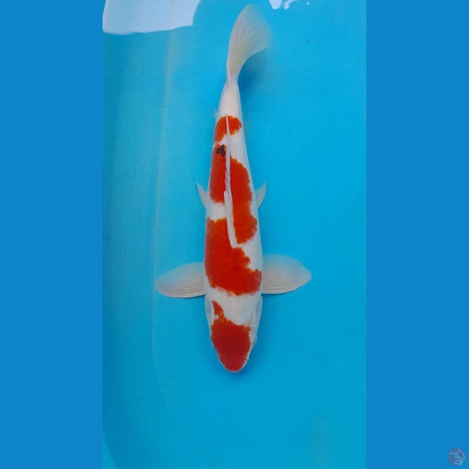 KOHAKU SANKE HQ 41 cm
