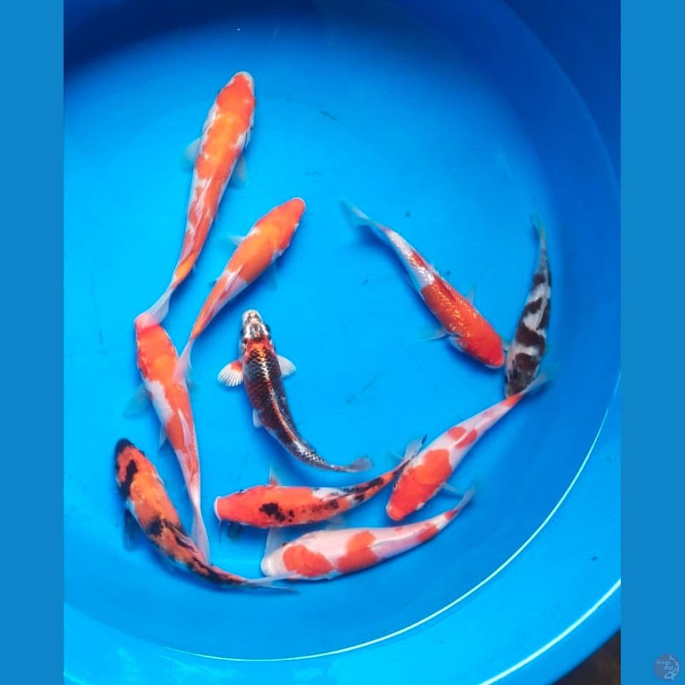 mix 10ekor 16-23cm