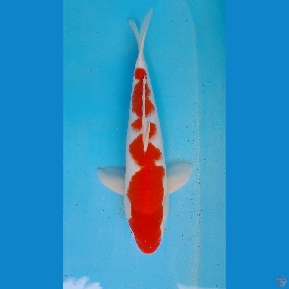 KOHAKU INAZUMA HQ 33 CM