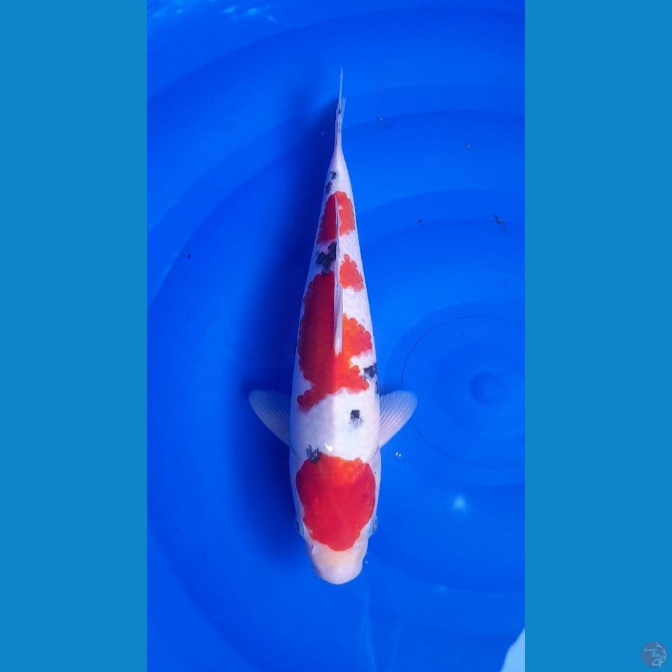 KOHAKU SANKE HQ 32 CM