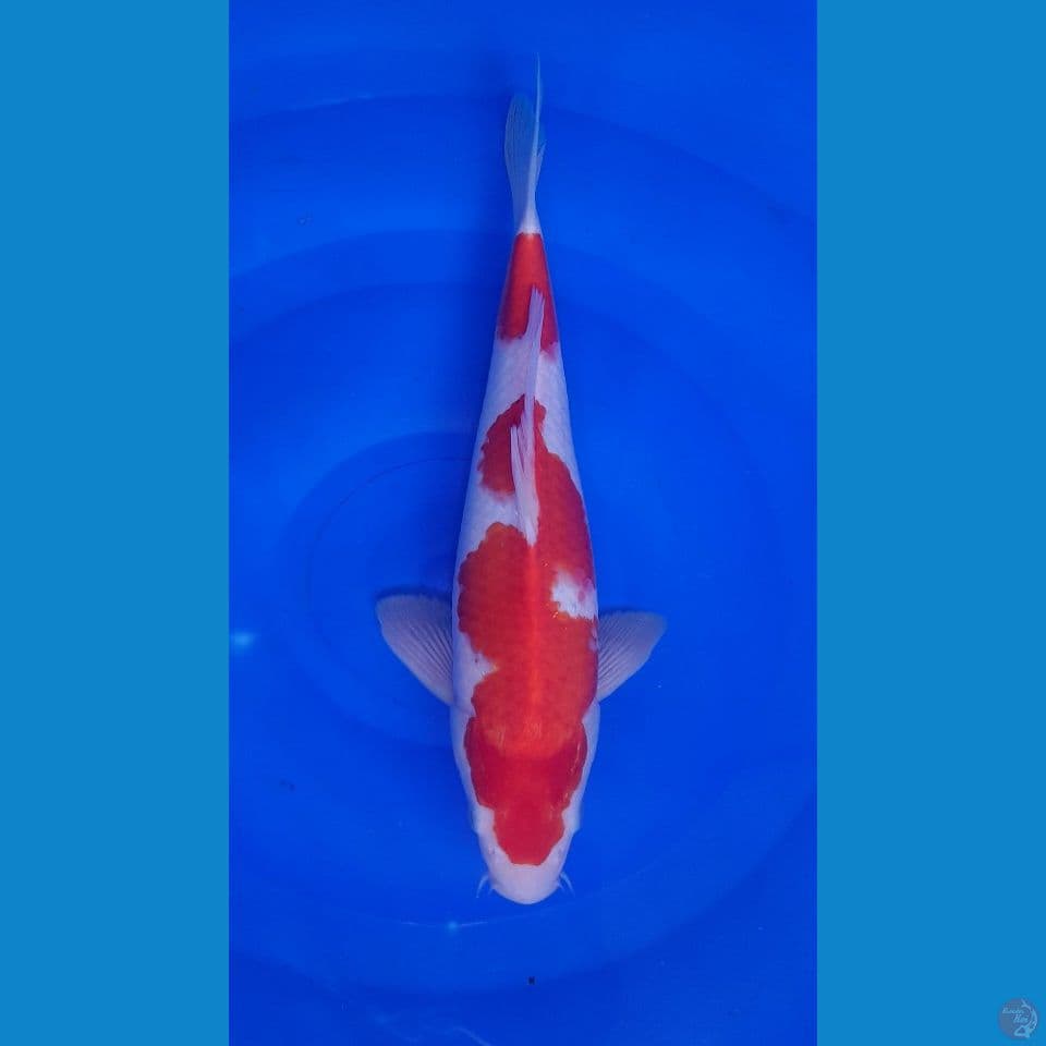 KOHAKU HQ 31 CM