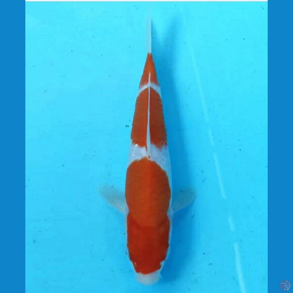 Kohaku 17cm