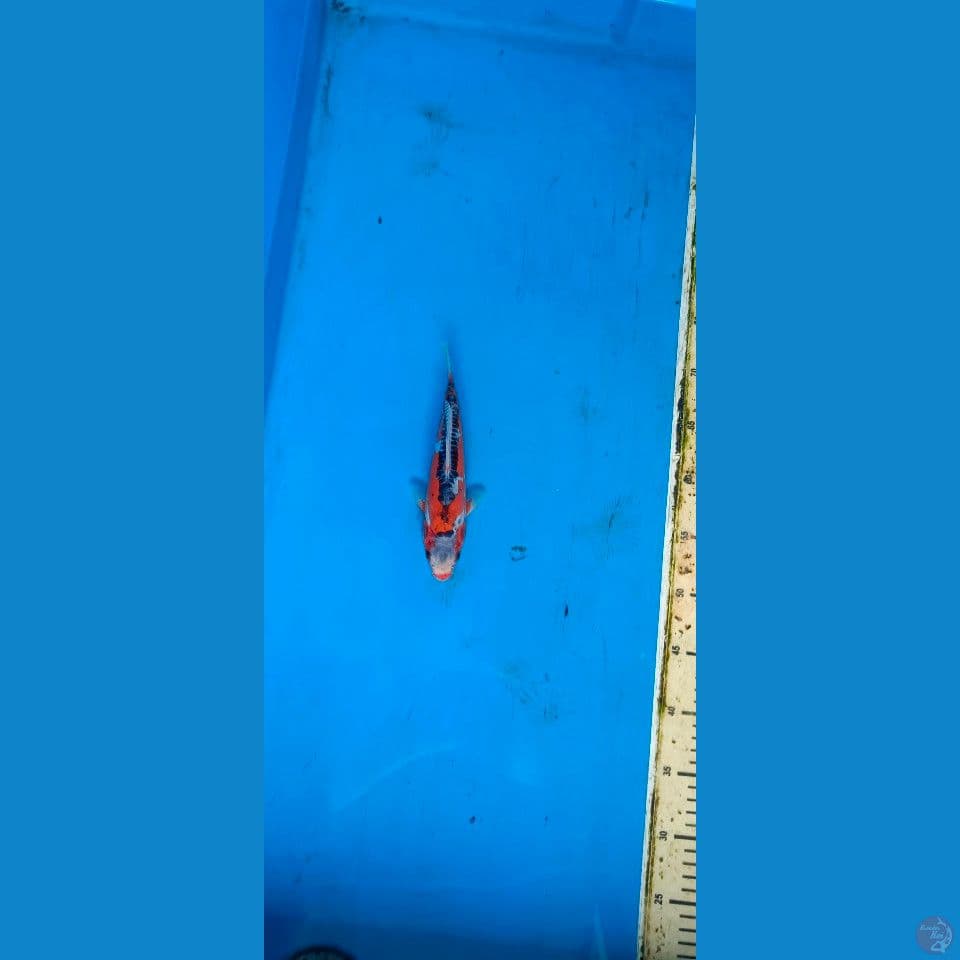 RED SHUSUI 6 BL MARUHIRO