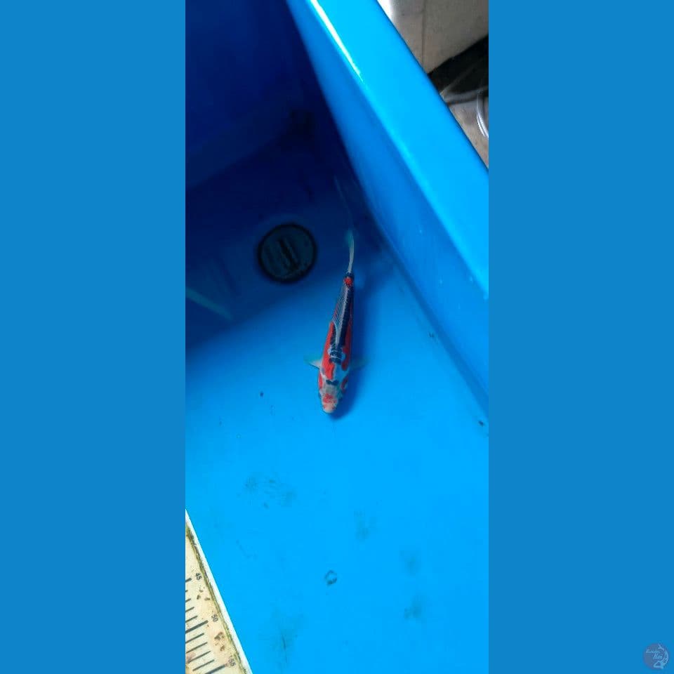 RED SHUSUI 10 BL MARUHIRO