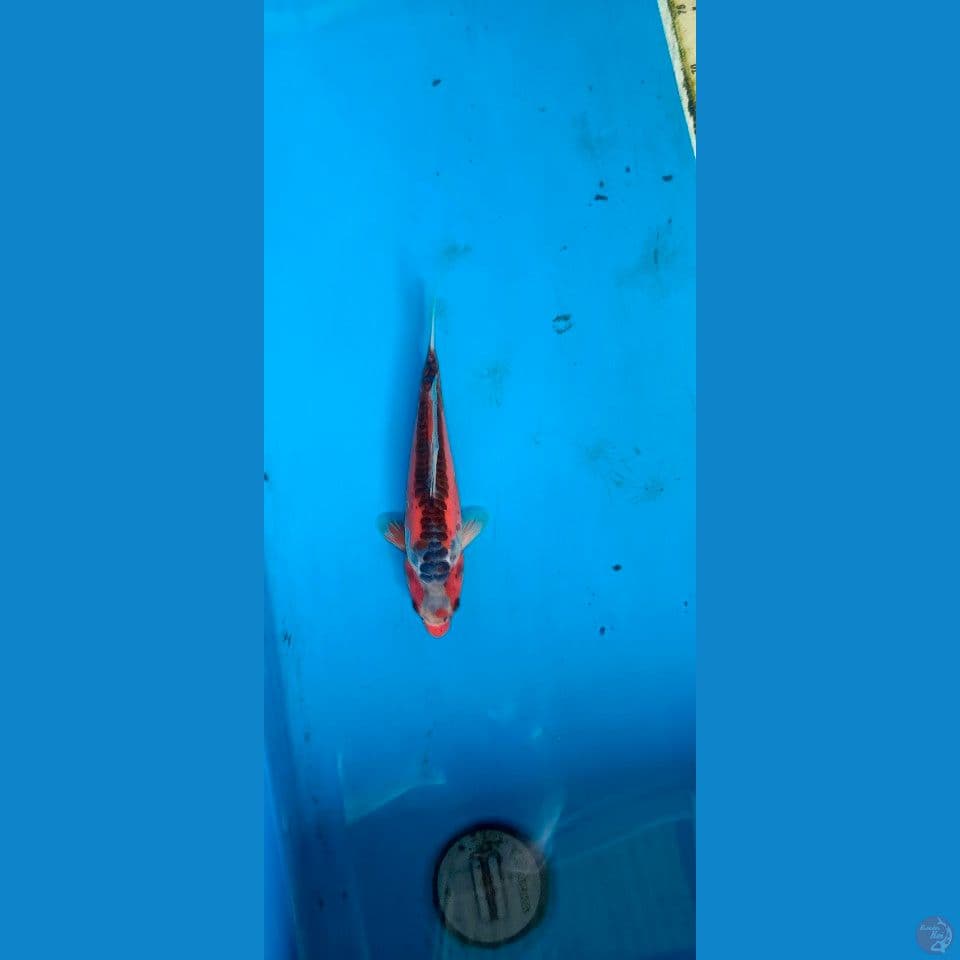 RED SHUSUI 14 BL MARUHIRO