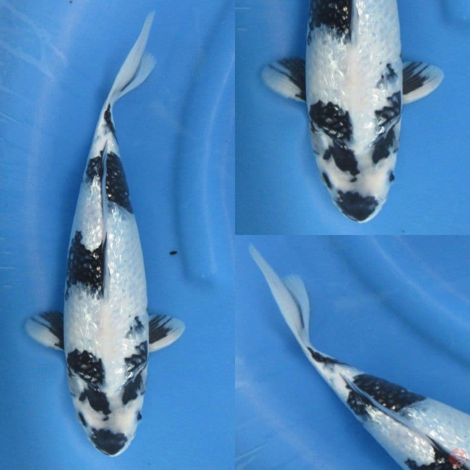 37cm, Shiro ginrin SQ