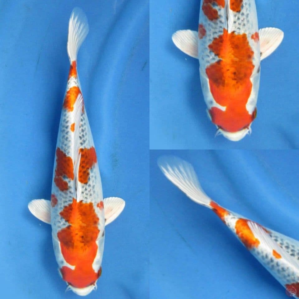 32cm, Red kujaku