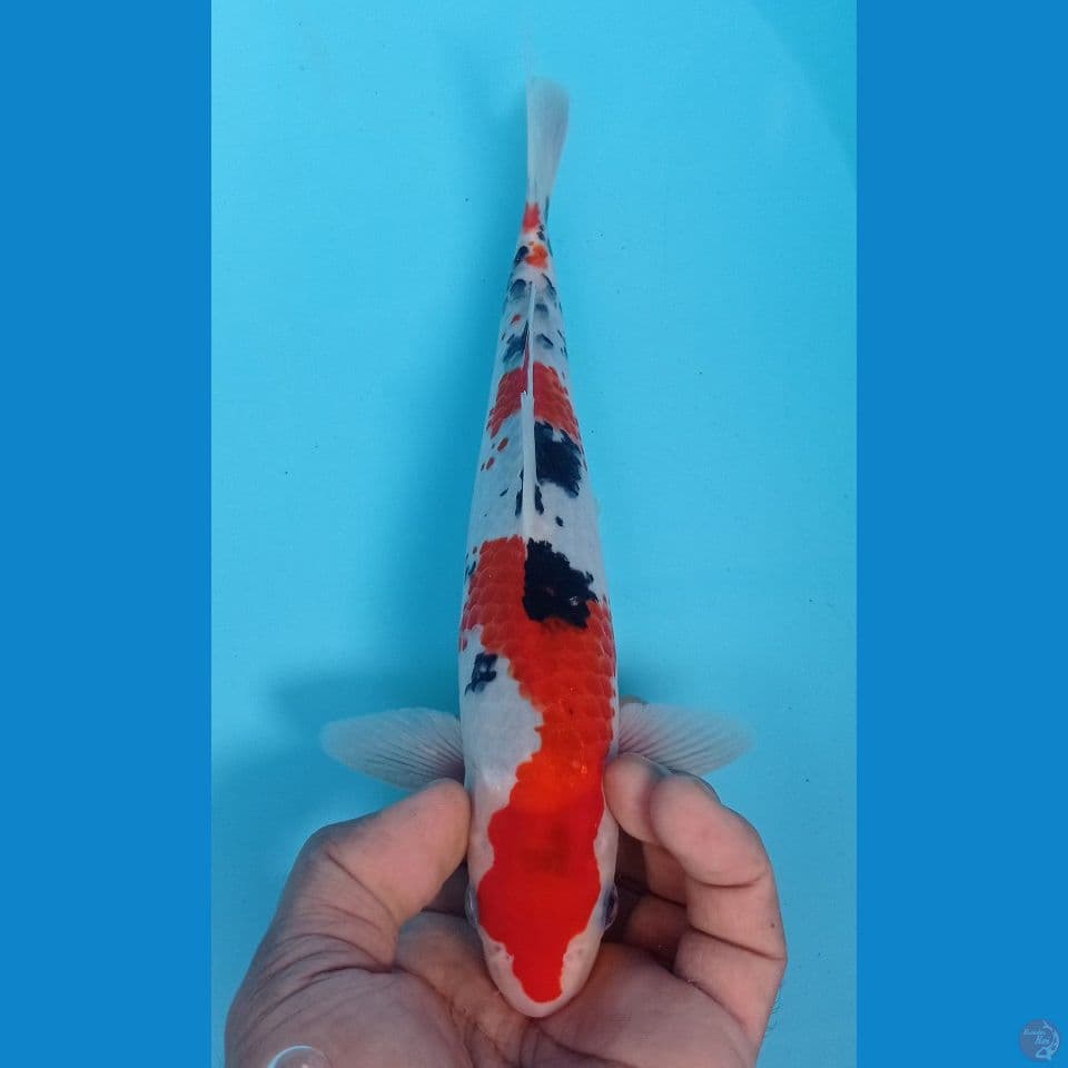 SANKE 28CM