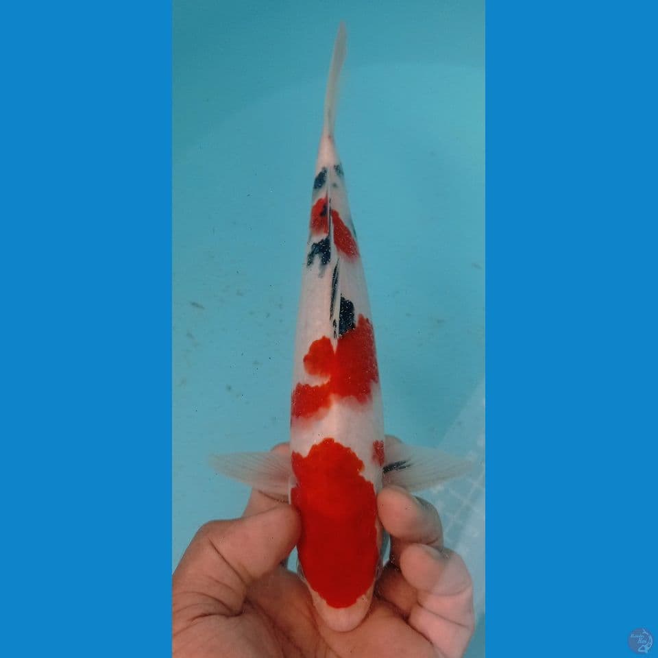 SANKE 27CM