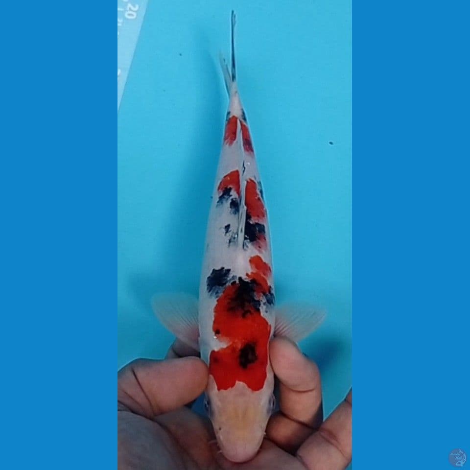 SANKE 25CM