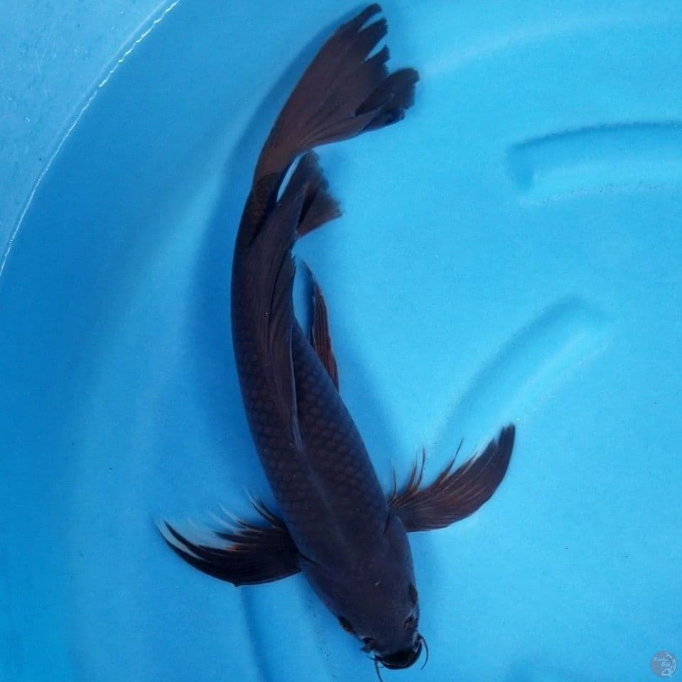 KUMPAY KARASHU 43 CM MALE