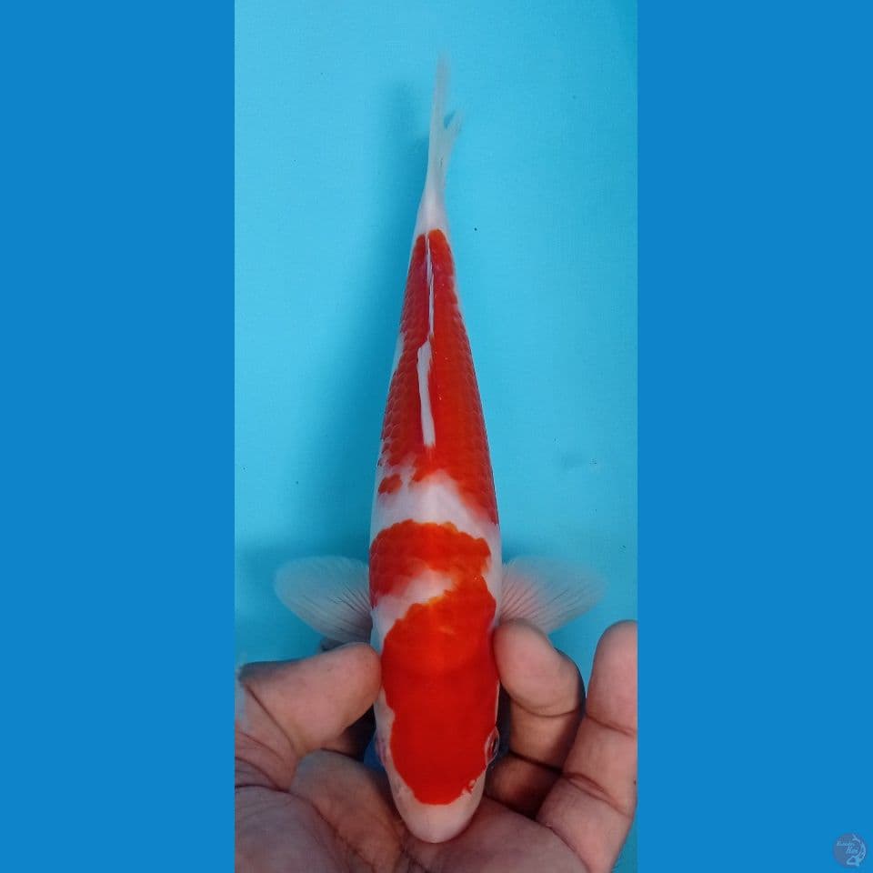 KOHAKU 24CM