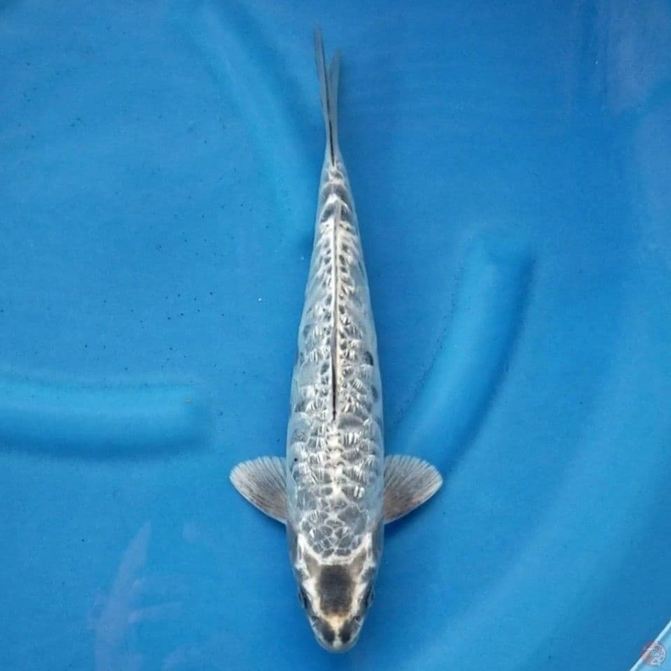 MUKASHI ARAGOKE GINRIN 32 CM