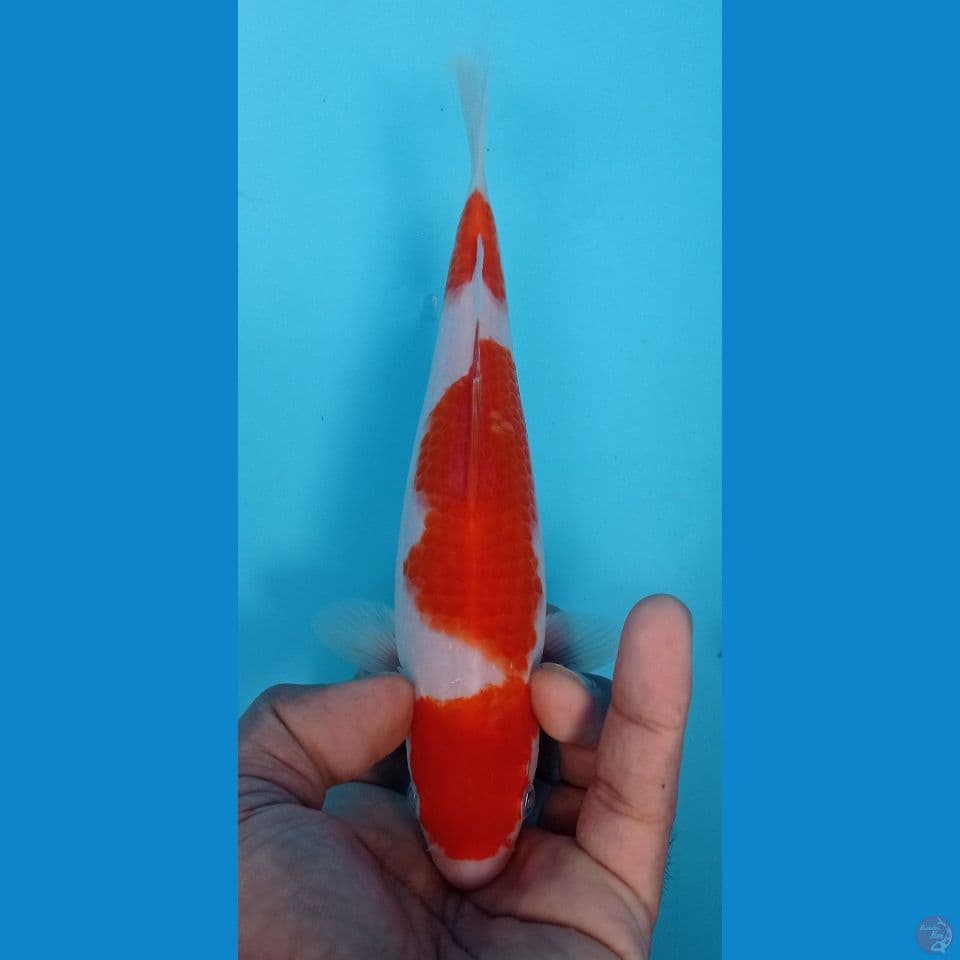 KOHAKU 24CM