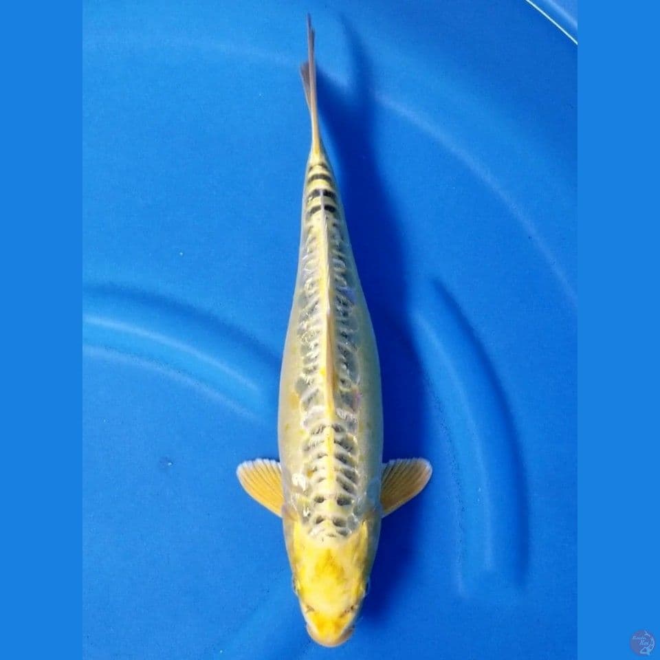 YELLOW ARAGOKE 38 CM