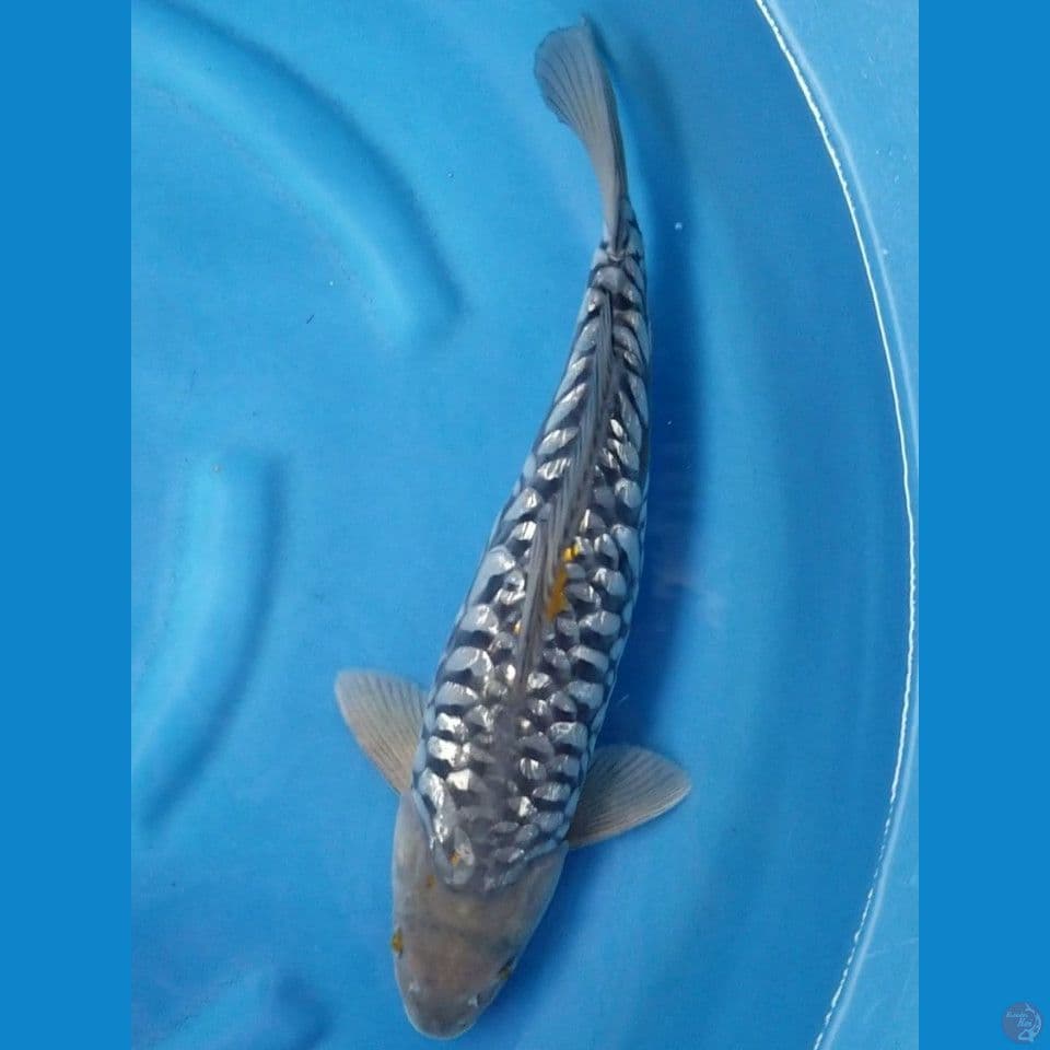 ARAGOKE GINRIN 40 CM