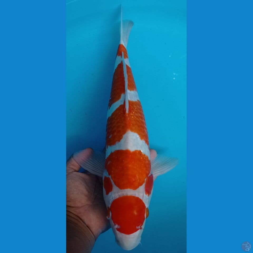 KOHAKU 47CM