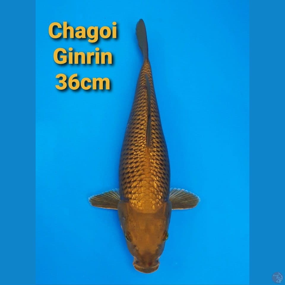 CHAGOI GINRIN 36CM (JINAK)