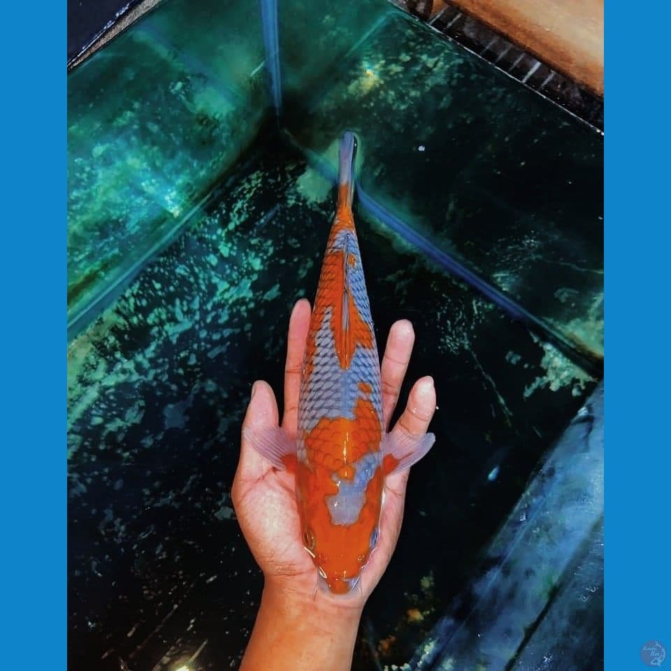 ociba 30cm
