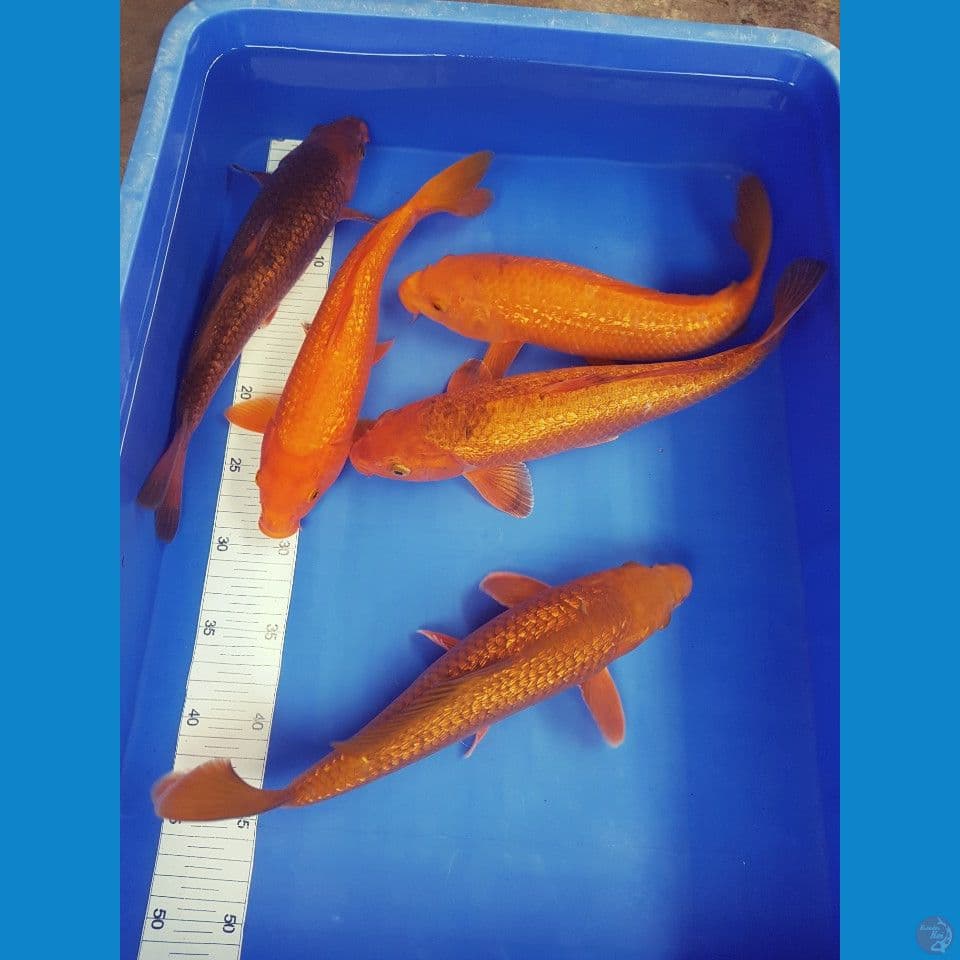 MiX KARAMEL ,RED KARASHI,CHAGOI ALL GINRIN 30-32 CM