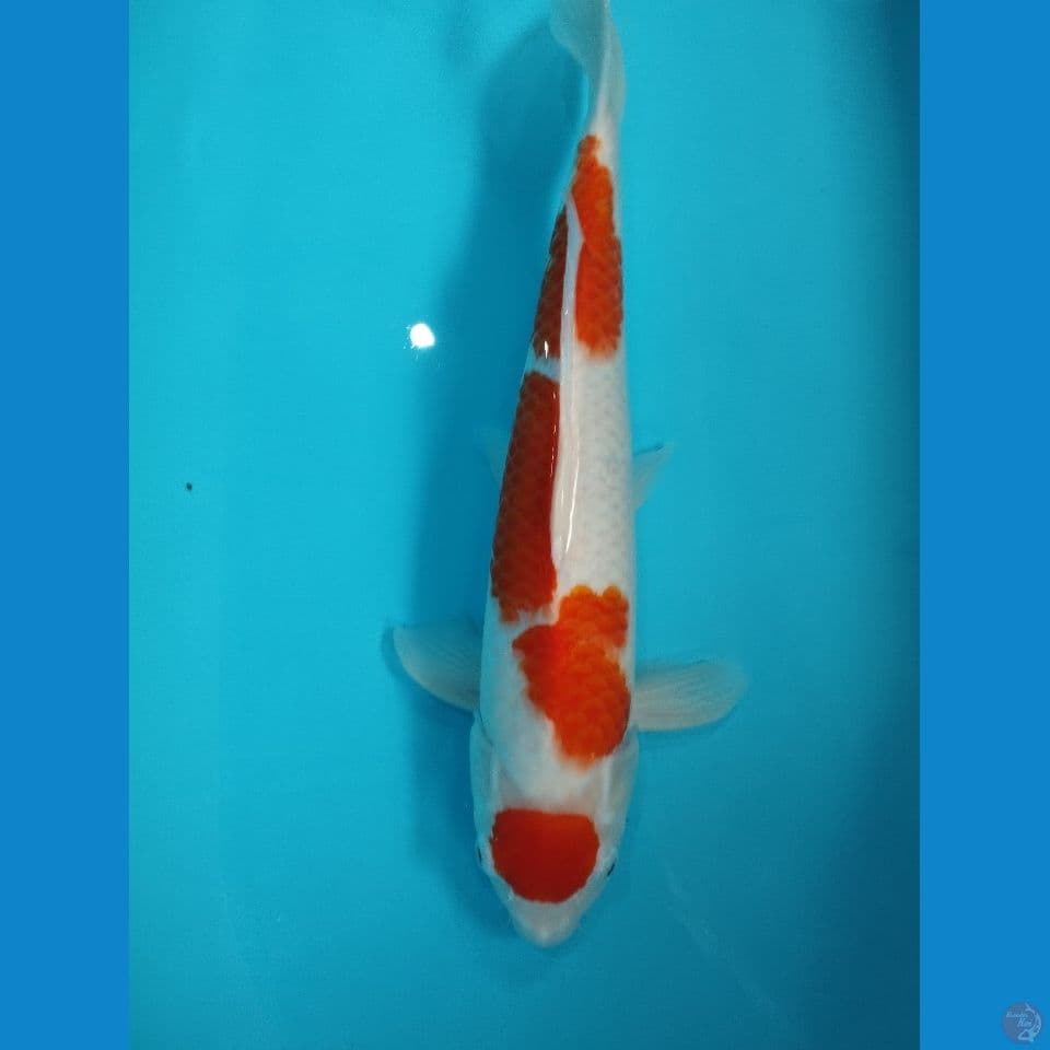 maruten kohaku 43cm