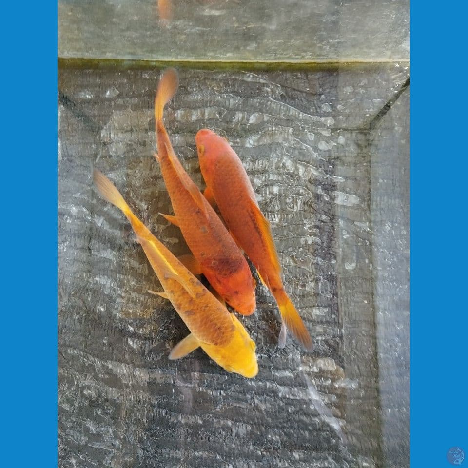 karamel 20xm