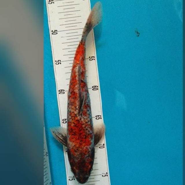 30CM - RARE - BENI MATSUKAWABAKE - MALE