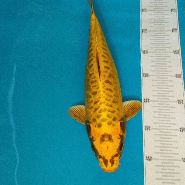 35CM - RARE - KIN MATSUBA ARAGOKE