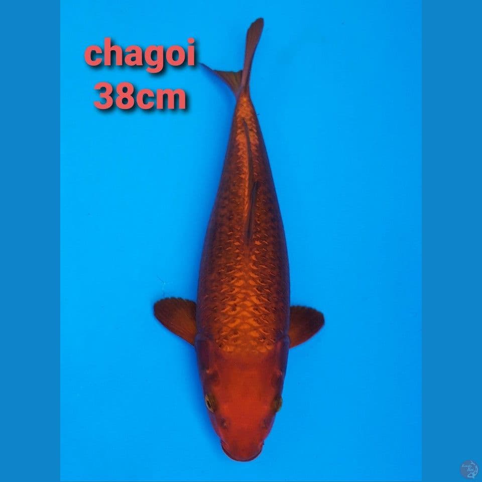 CHAGOI SUPER TEMBAGA 38CM