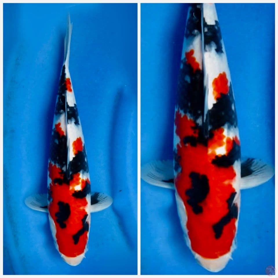 Showa Sakai f1 35cm
