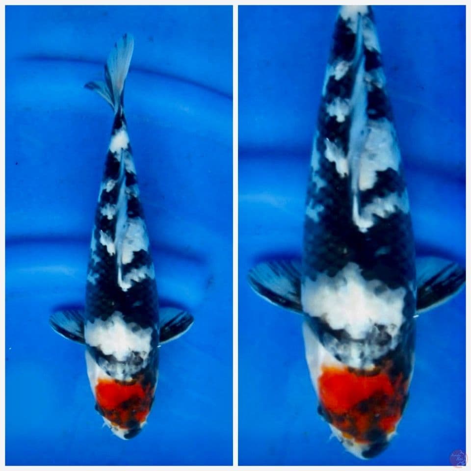 Tancho showa ori 27cm