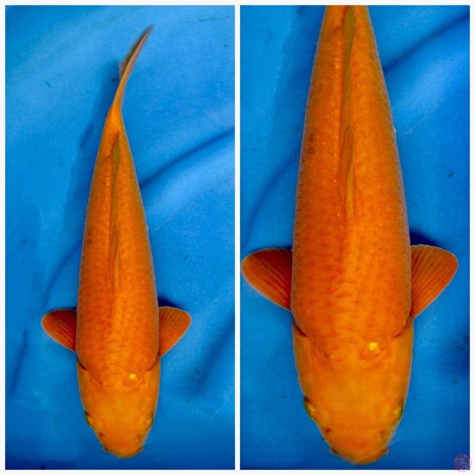 Karamel F1 Tidak bocor 37cm
