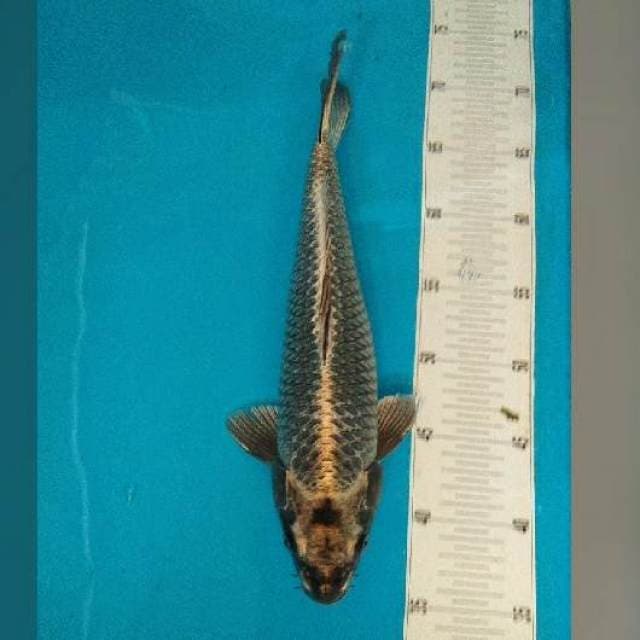 Matsuba 34 cm