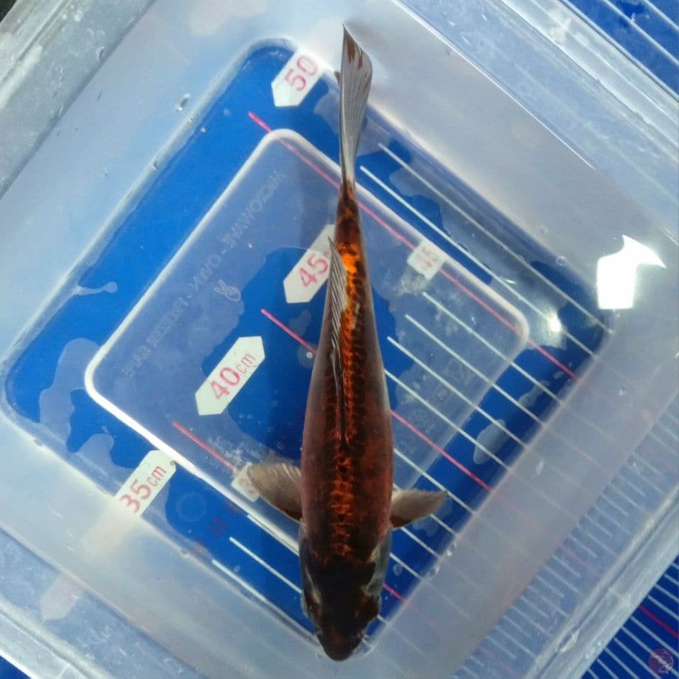 BENI KIKO GULA JAWA 18CM