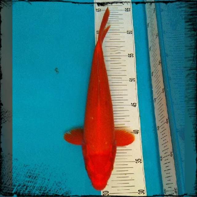 Ogon 30 cm