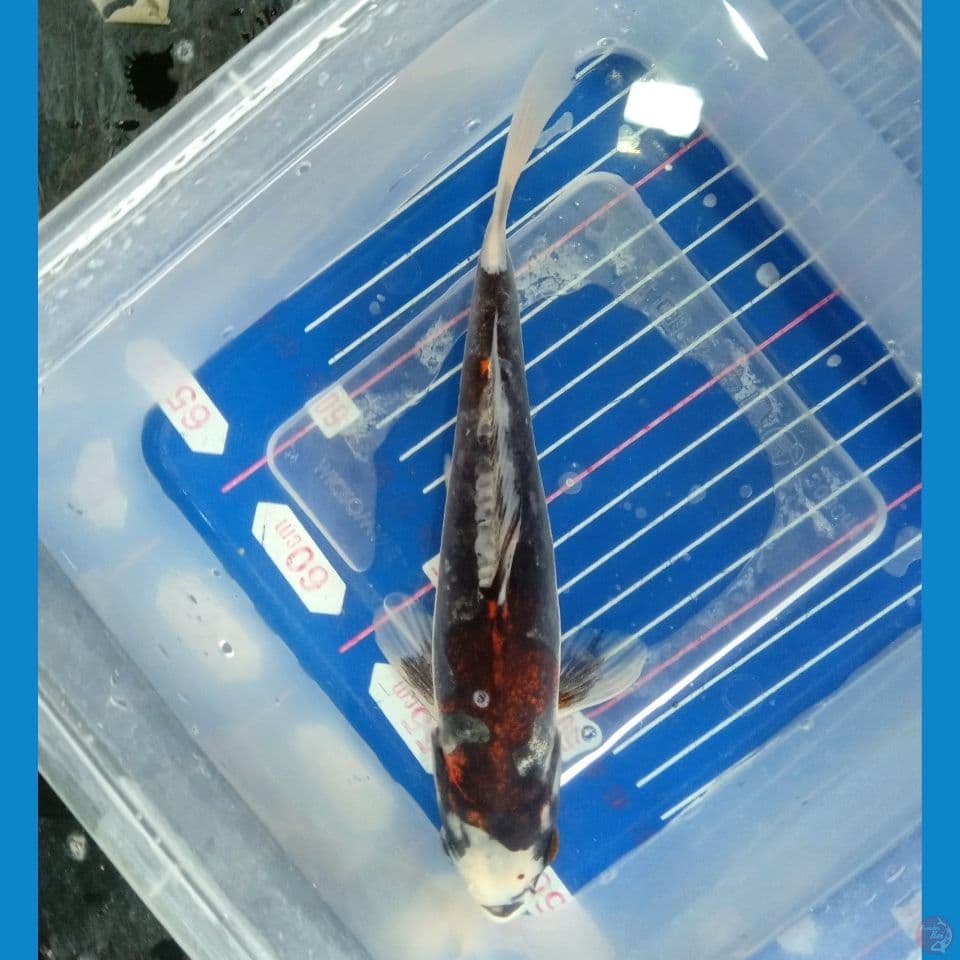 BENI KIKO 20CM