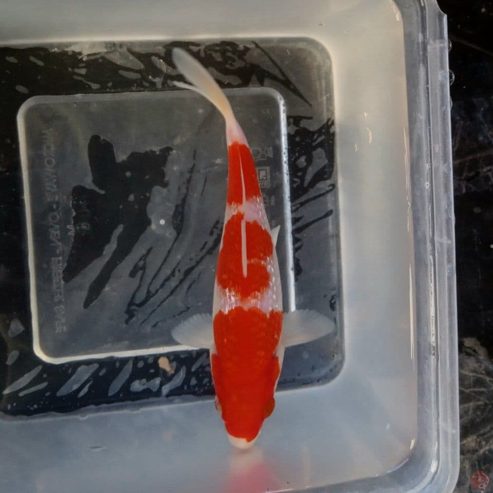 KOHAKU GINRIN SPC 15CM