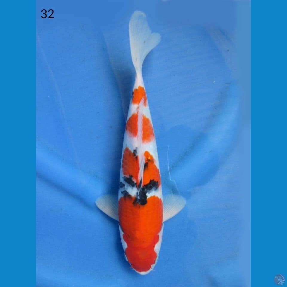 32cm - Sanke 4 step