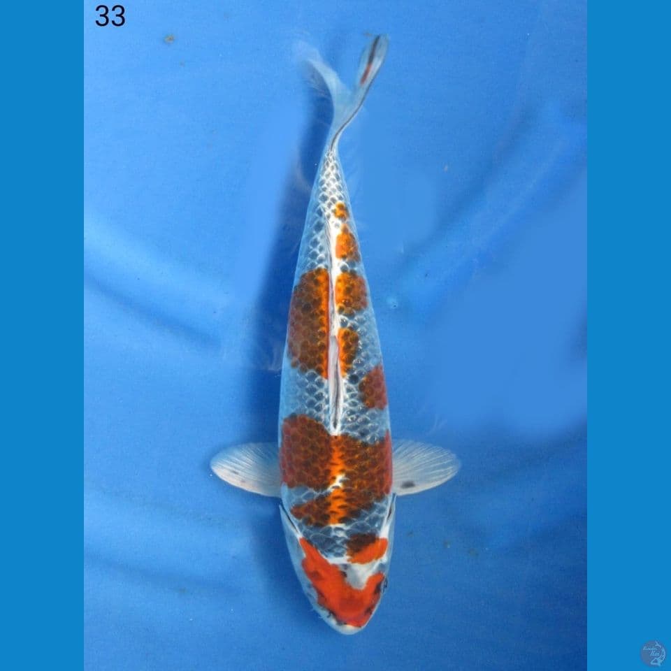33cm - Goshiki ori