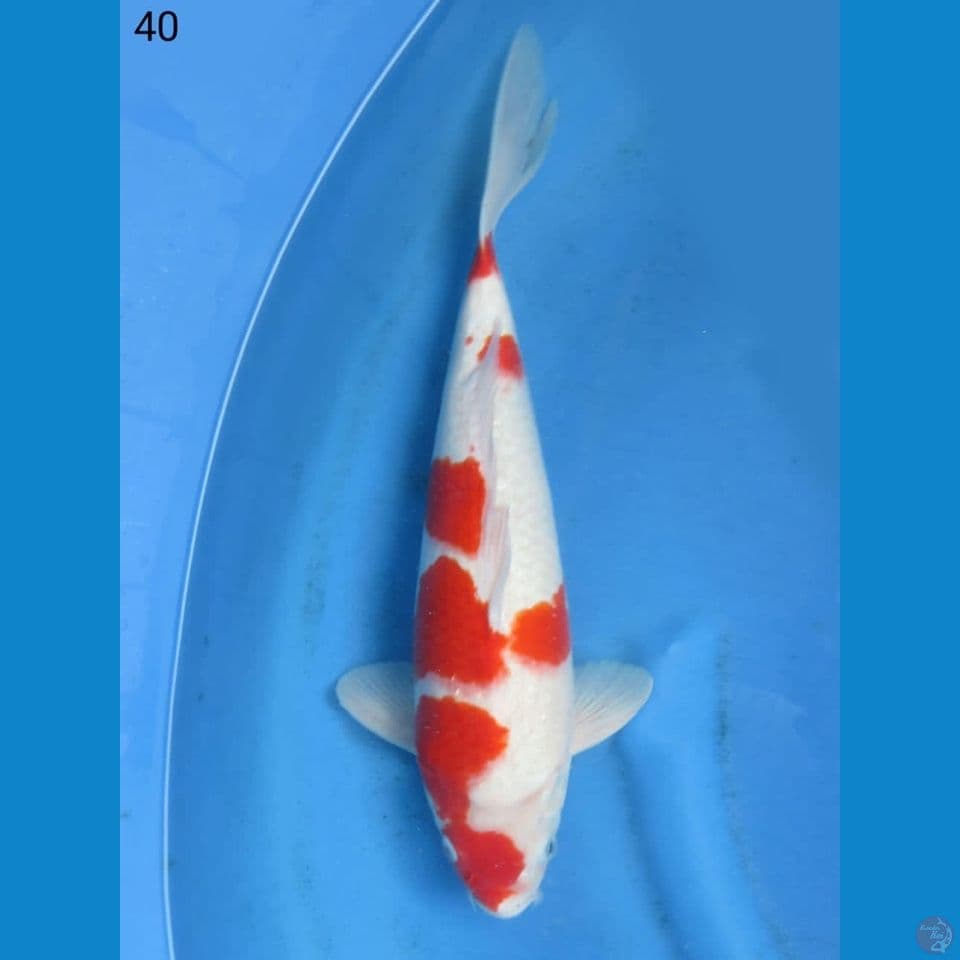 40cm - Kohaku f1