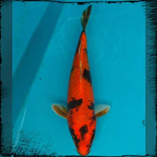 Utsury 30 cm