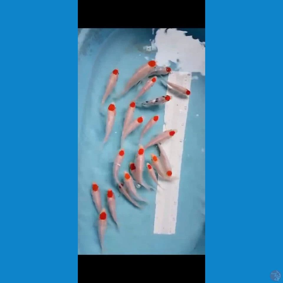 mixs tanco cut 1 minggu. 15an cm 21 ekor