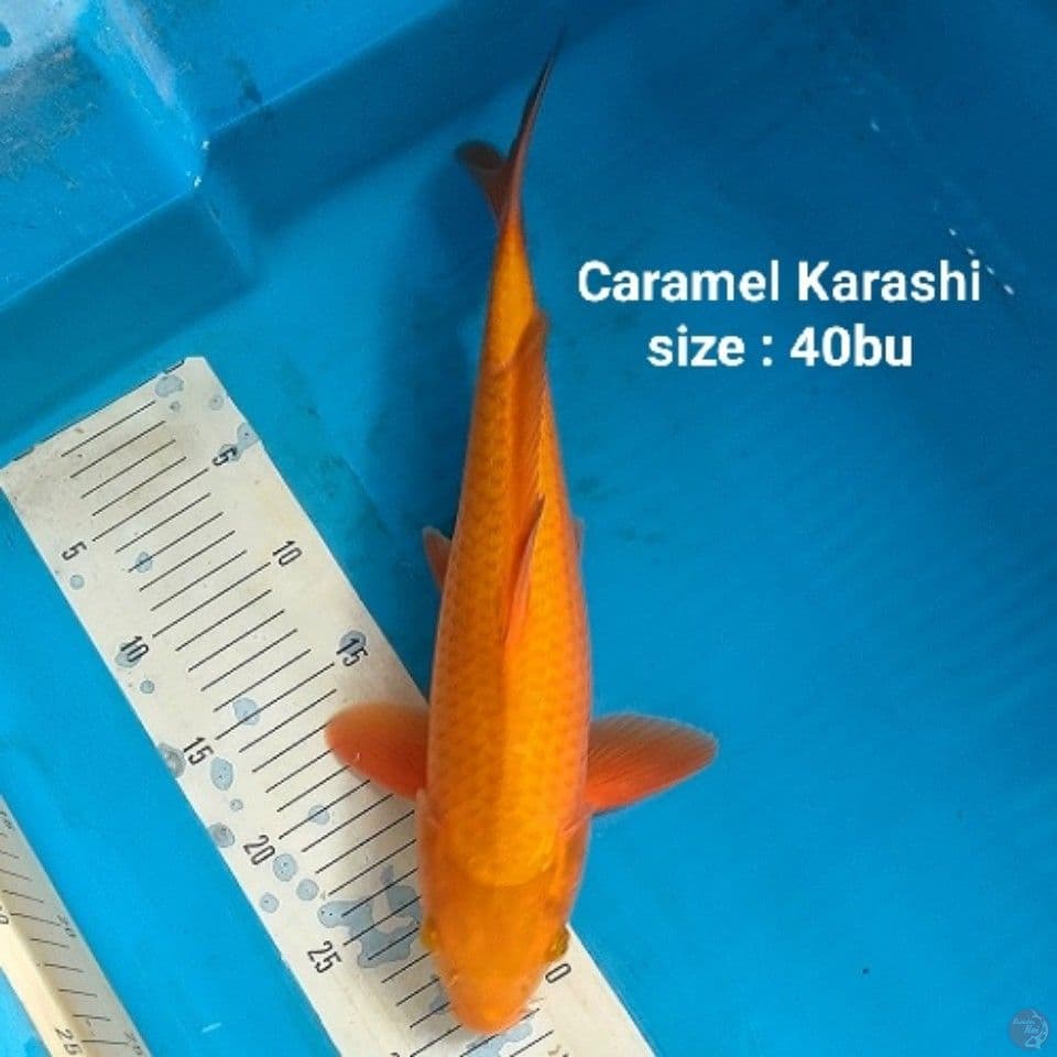 Caramel Karashi Mulus